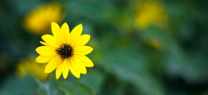 Sunflower | Mortgage Broker